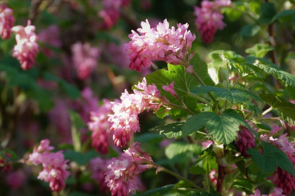 When to prune ribes