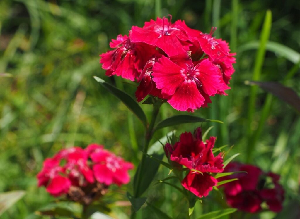 Red dianthus flowers