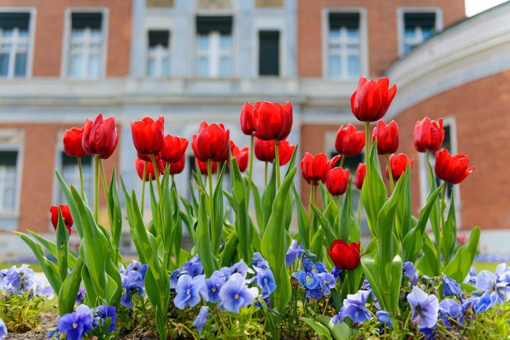 35 red garden plants