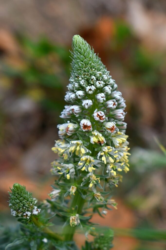 Reseda night scented plants