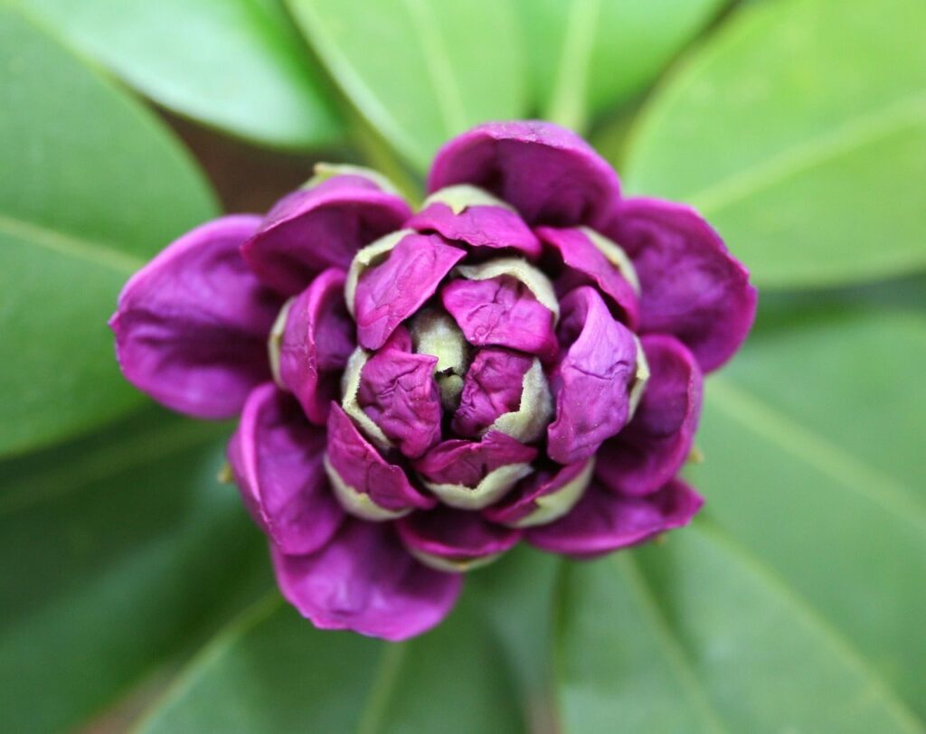 Purple rhododendrons