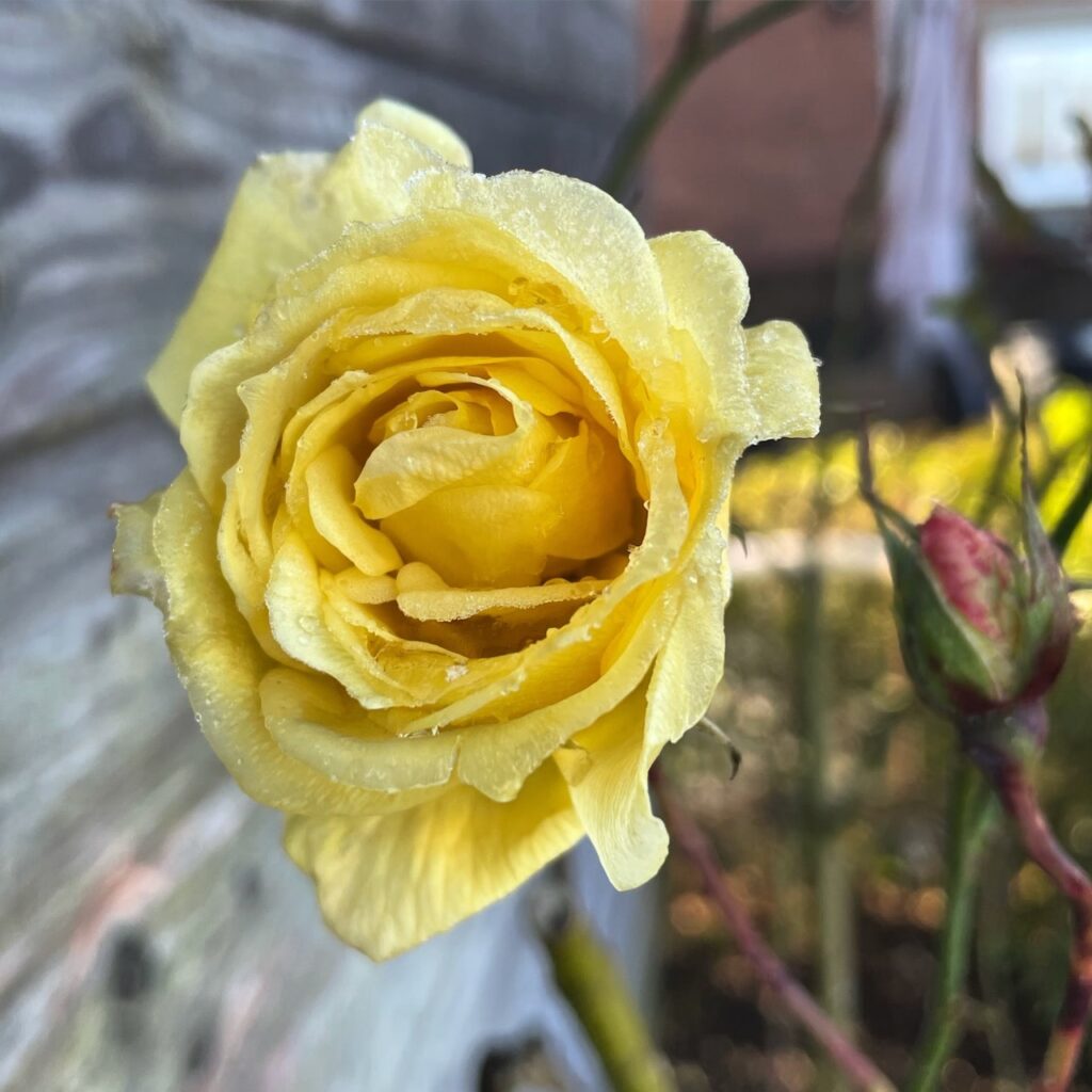 Yellow rose