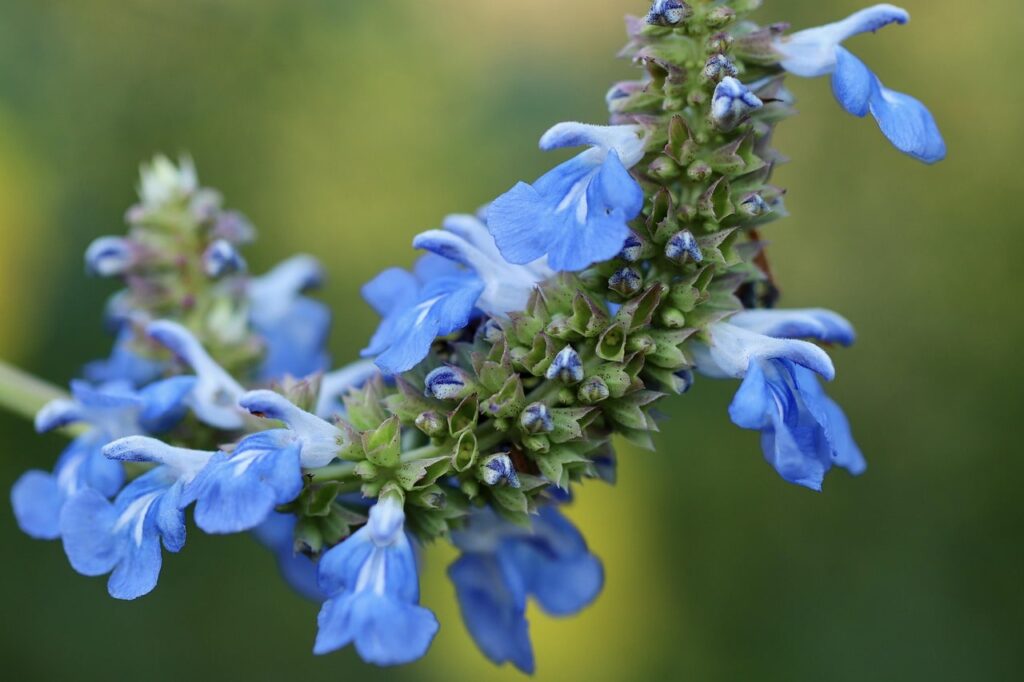Blue salvias
