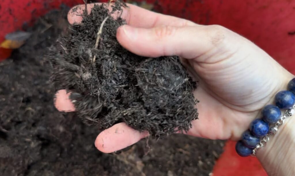 Compost for strawberries