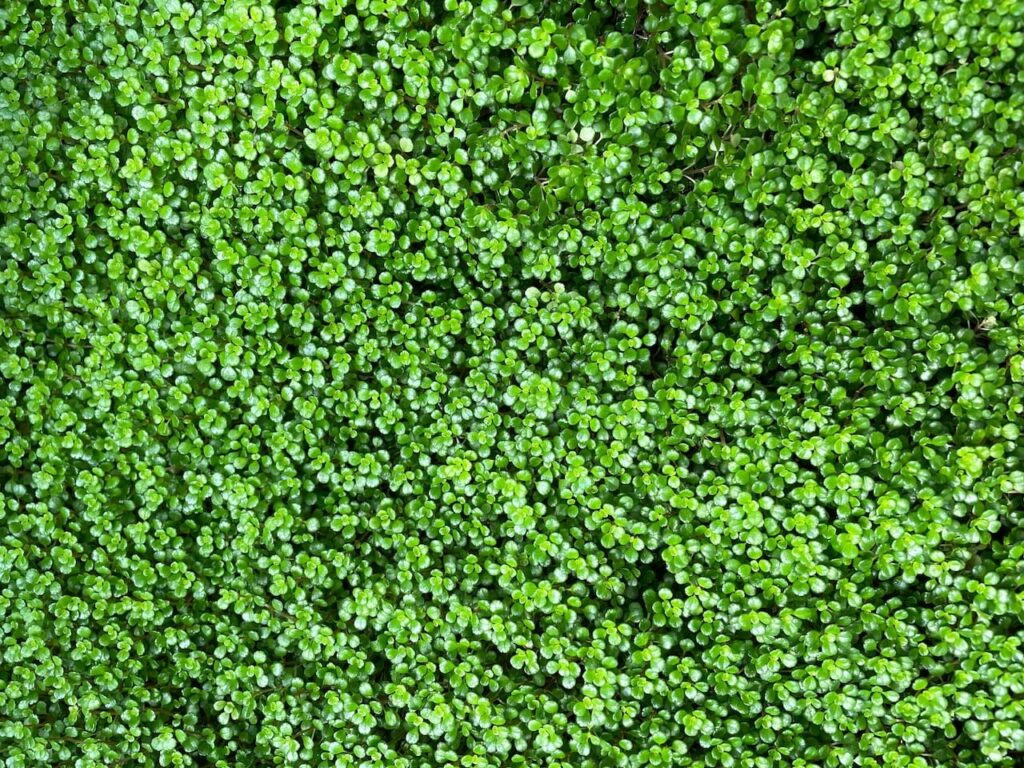 How to get rid of lawn weeds