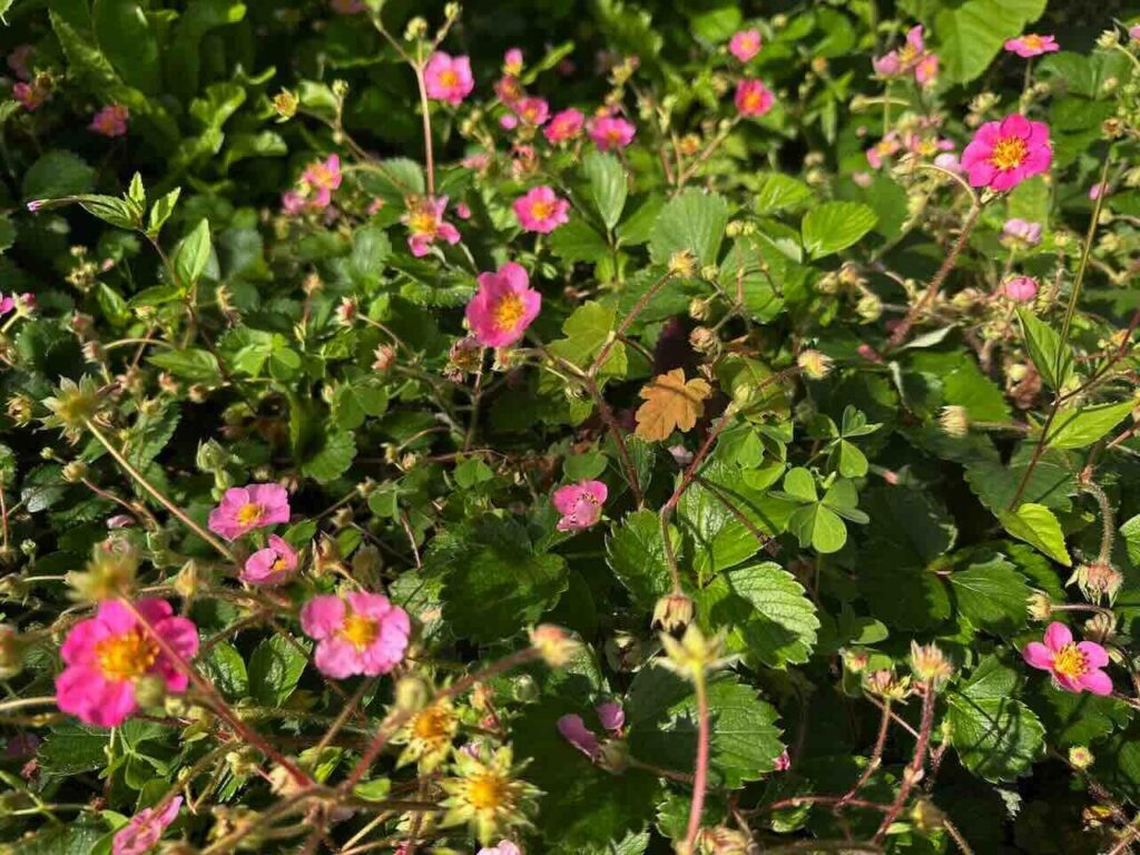 Strawberry flowers