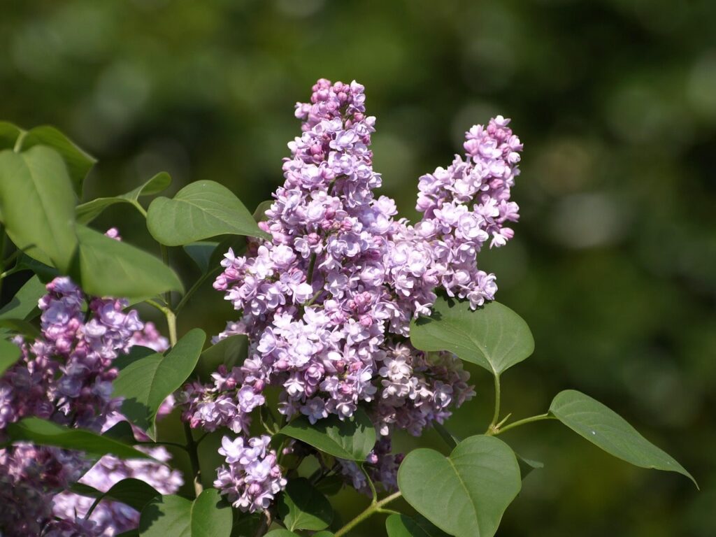 Purple syringa