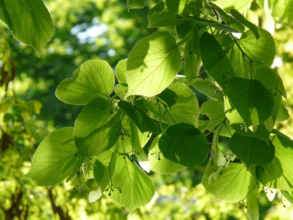Tilia night scented plants
