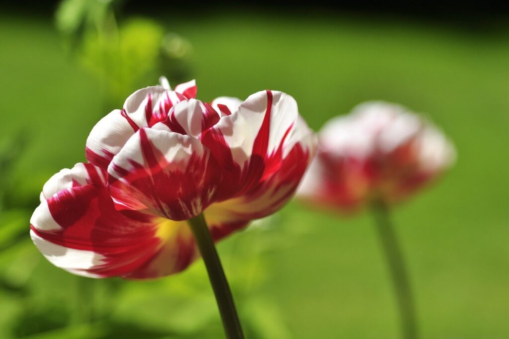 Striped tulips