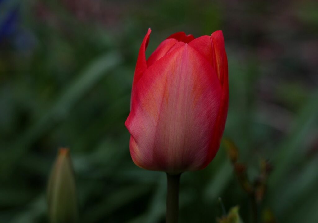 Red tulips