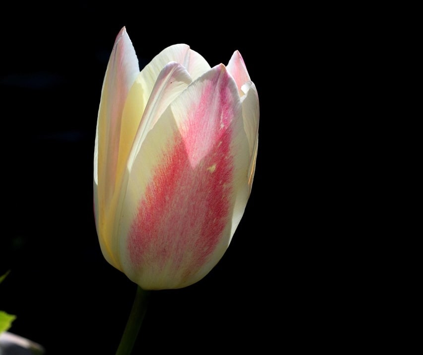 60 spring bulbs