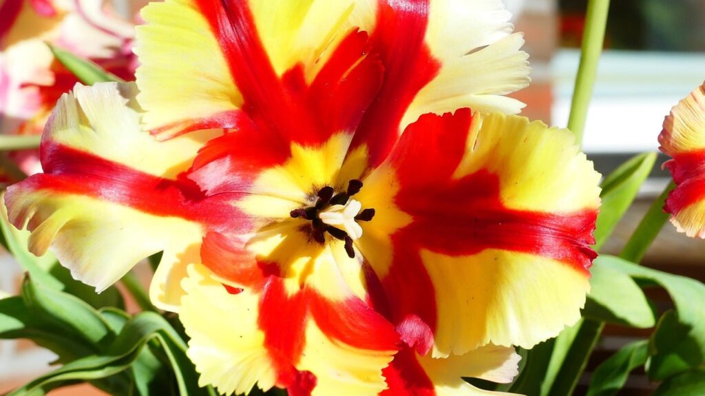 Flame coloured tulips