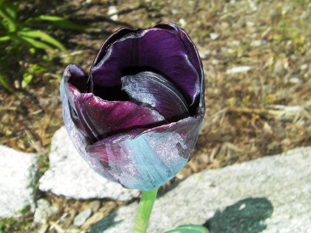 Flaming flag tulips