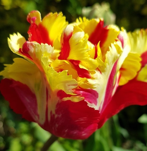 Flaming parrot tulip