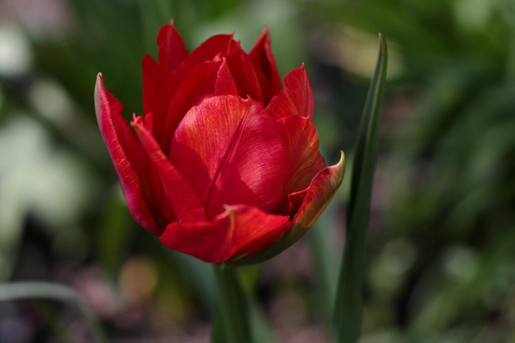 Dark red tulips