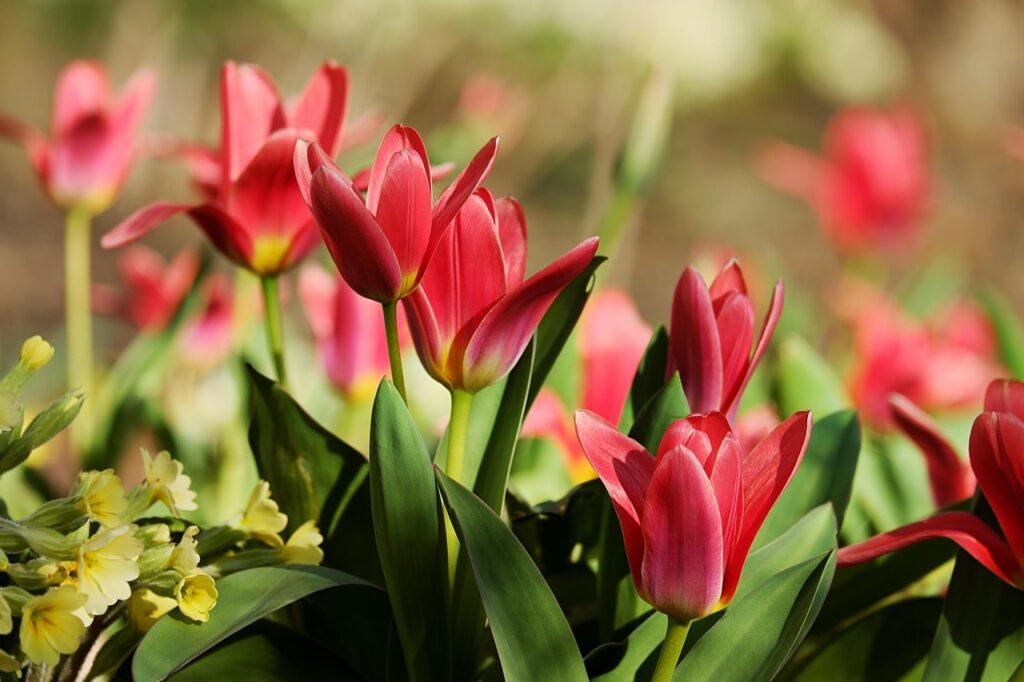 Spring bulbs by colour