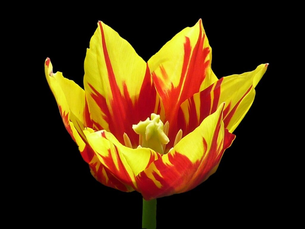 Mickey mouse tulips