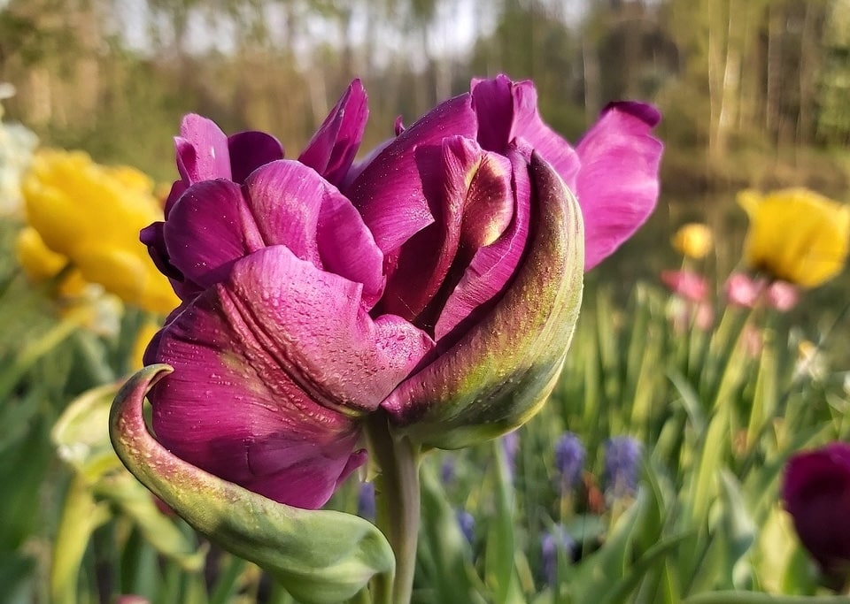 Blush tulip bulbs