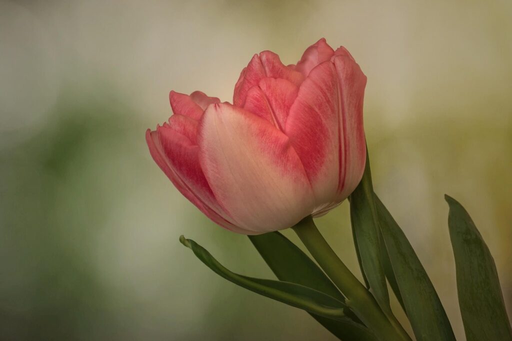 Pink tulips