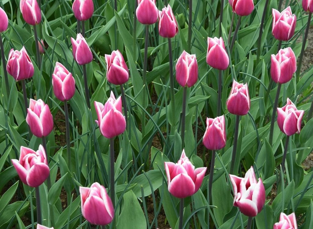 Tulips in a field