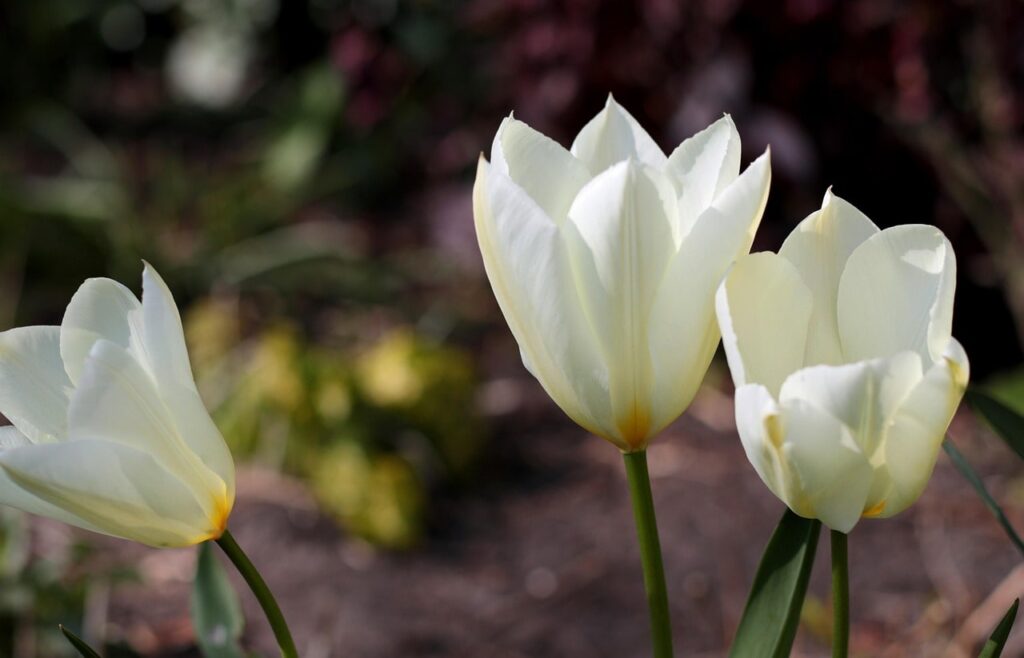 White tulip bulbs