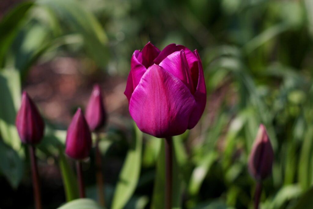Purple tulips