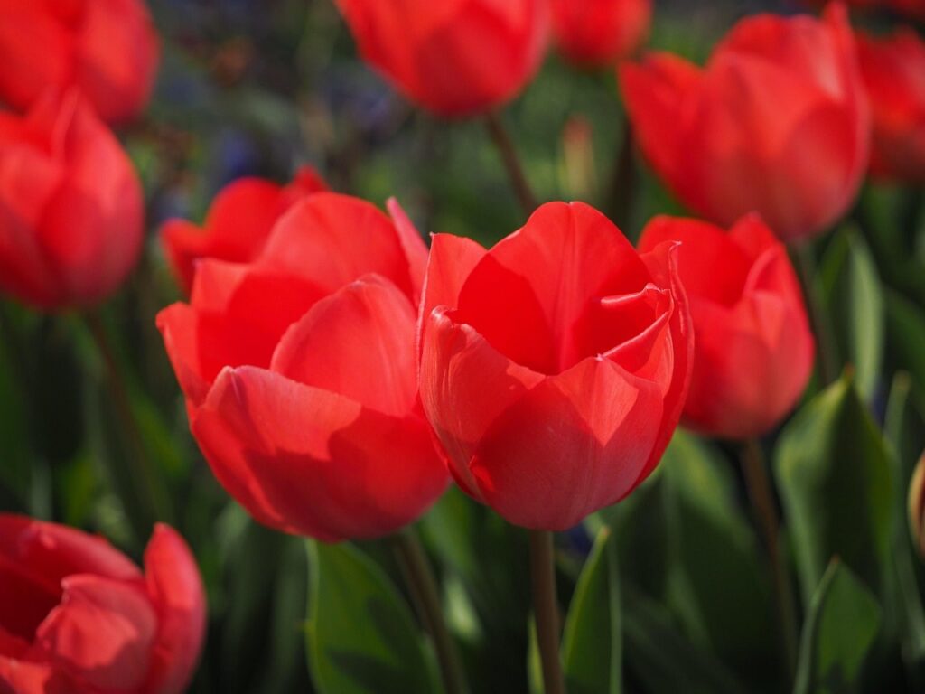 Red tulips
