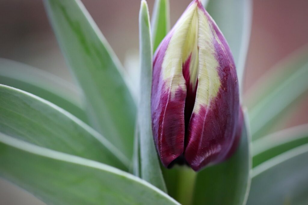 Rems favourite tulip