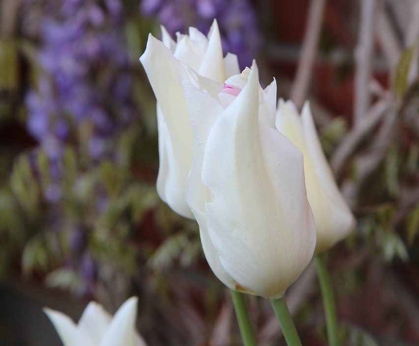 Tulip bulbs white