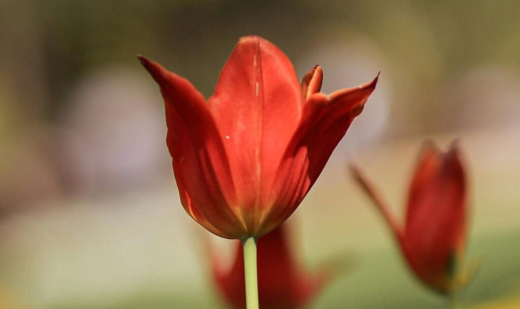 Red coloured bulbs