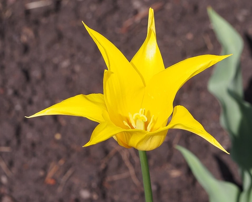 Tulip west point bulbs