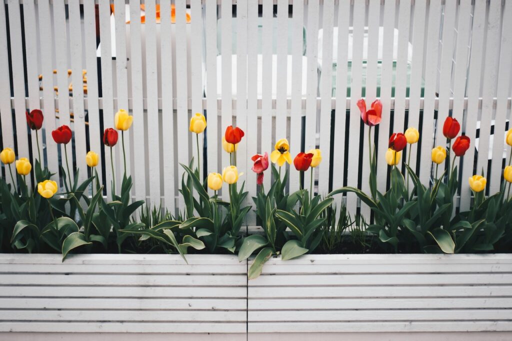 tulips in containers