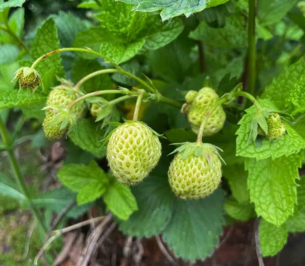 Unripe strawberries