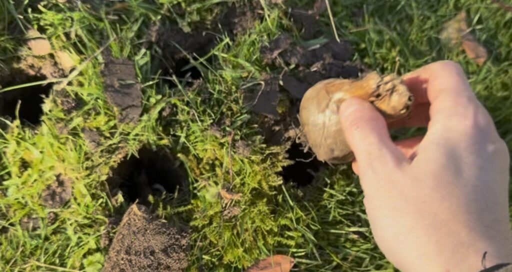 Popping in daffodil bulbs
