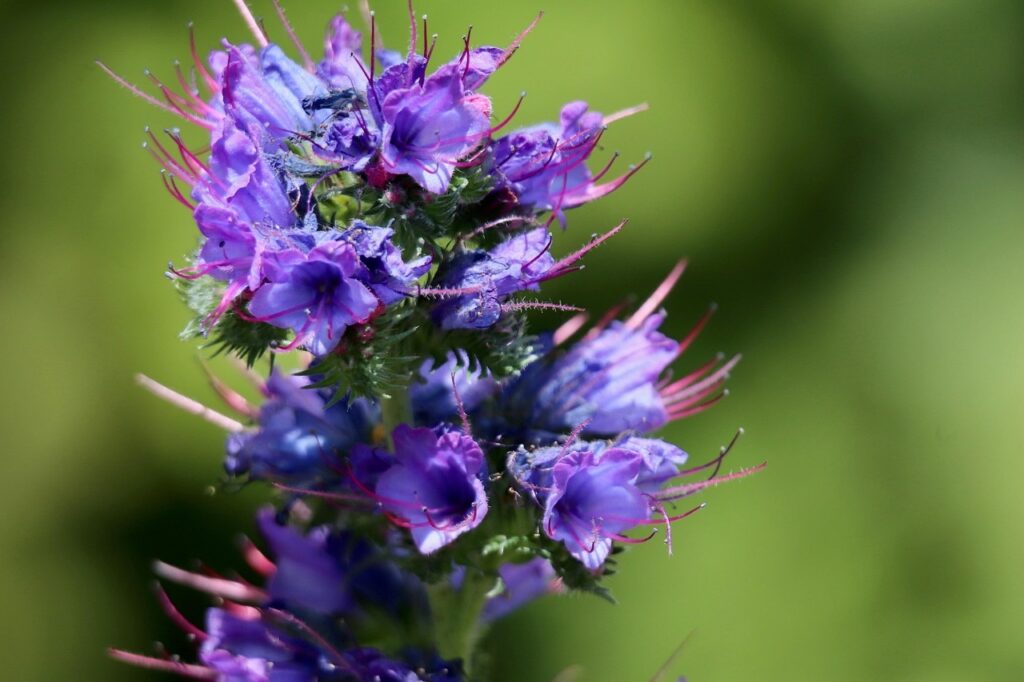 Cottage garden plants that self seed