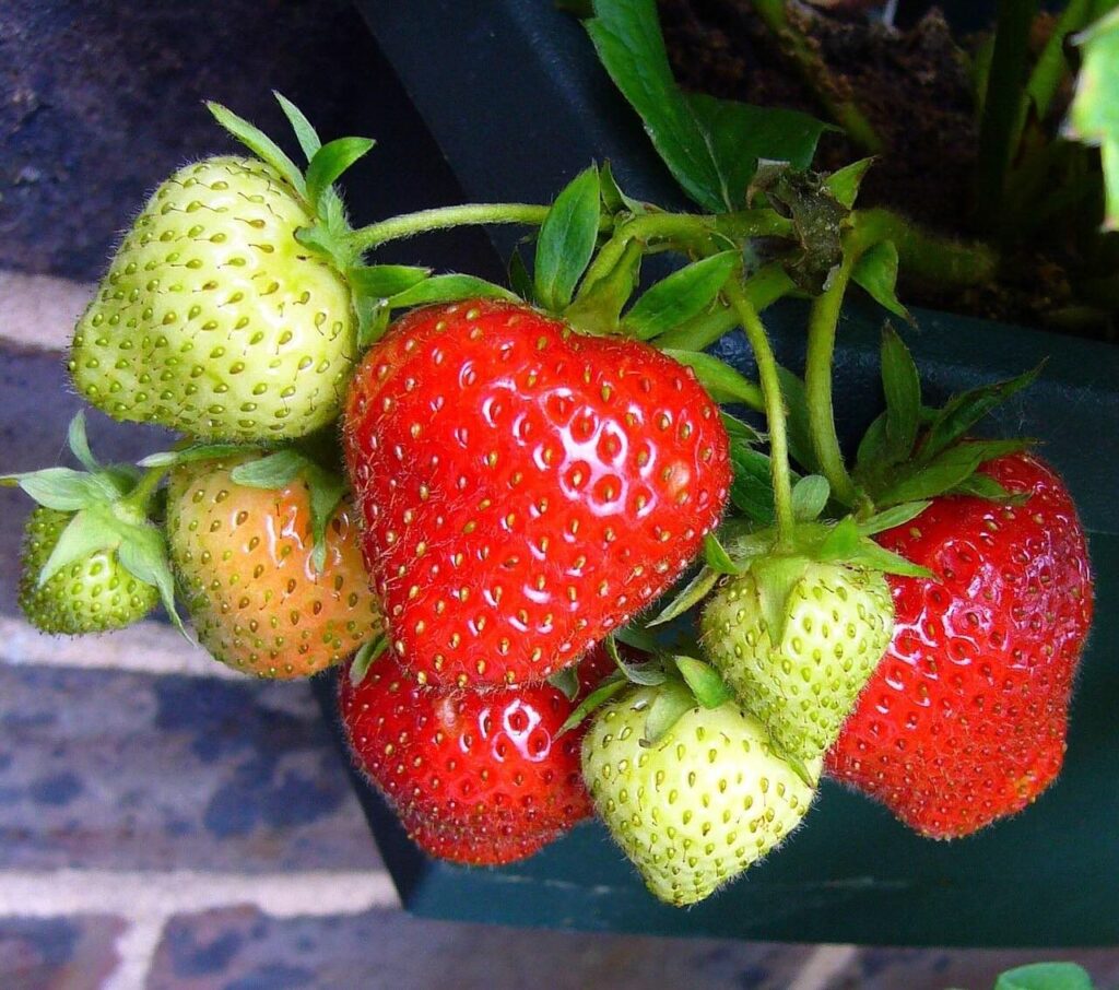 When to pick strawberries