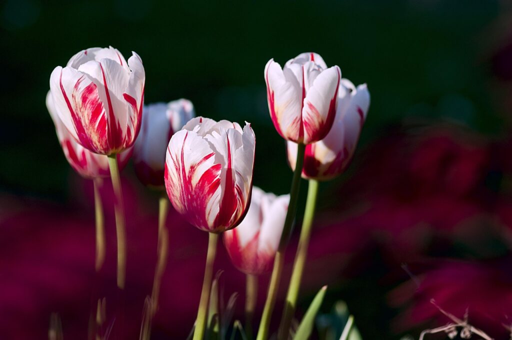 White and red tulips