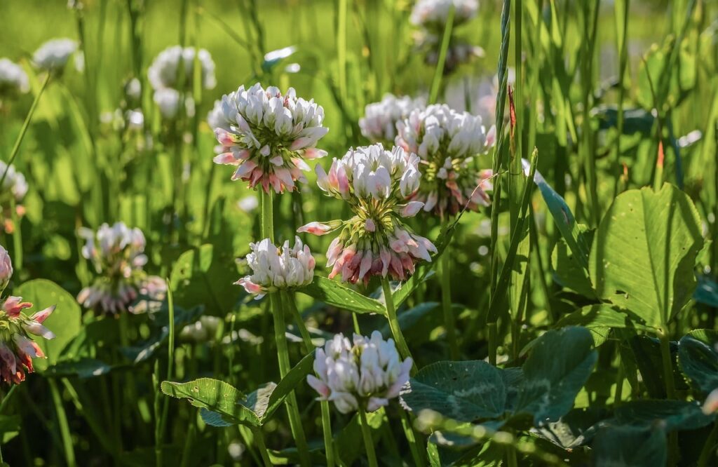 White clover in lawn