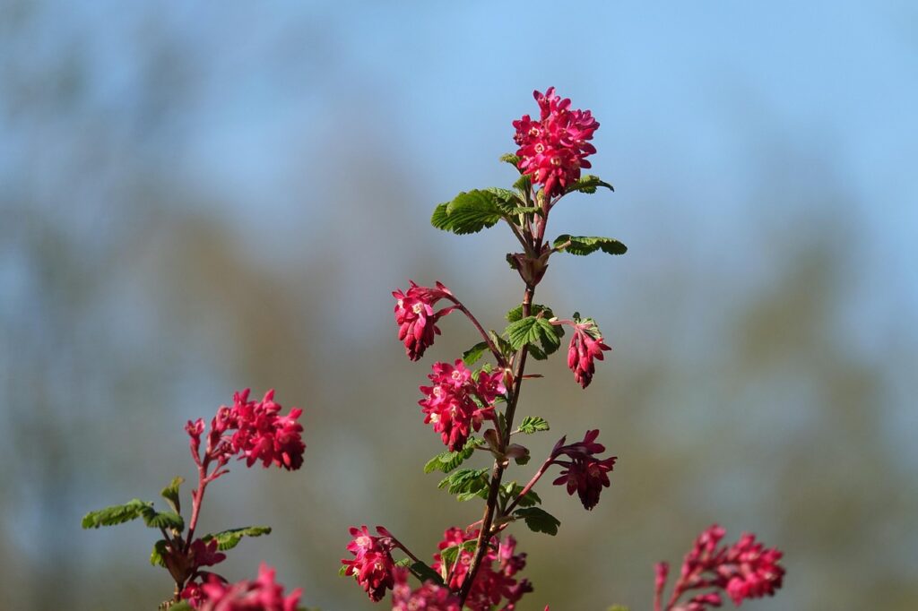 Flowering ribes