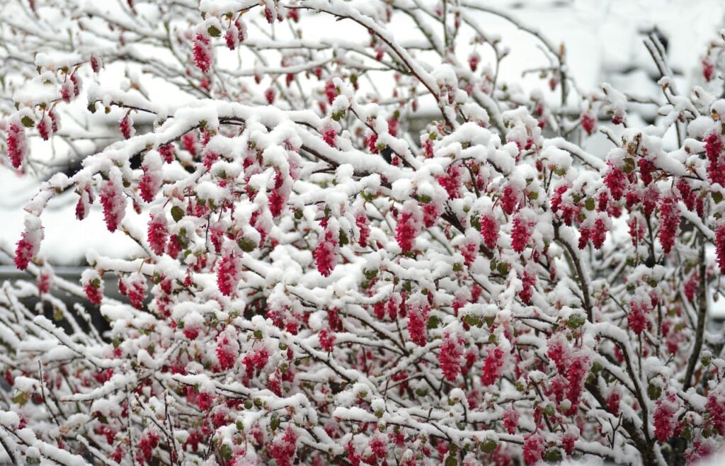 When not to prune ribes