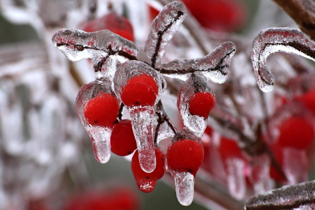 What to plant and grow in december