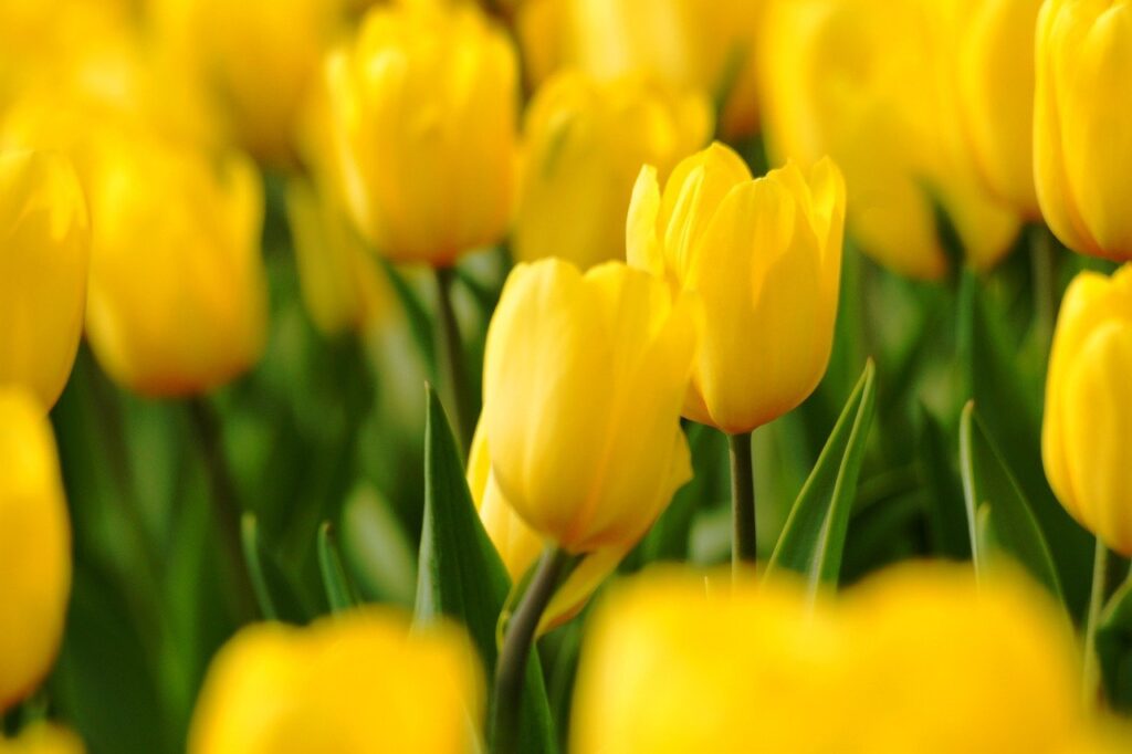 Strong gold tulips