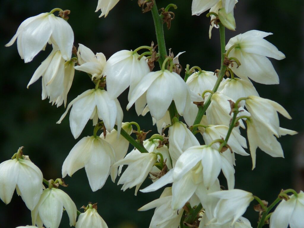 Yucca night scented plants