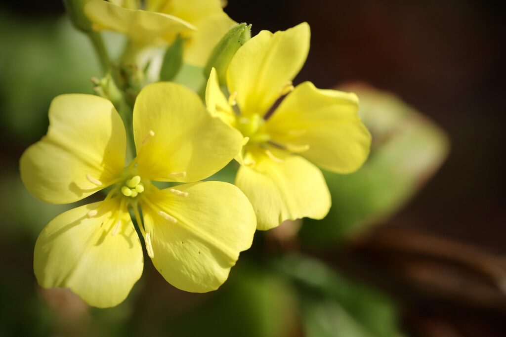 Evening primrose