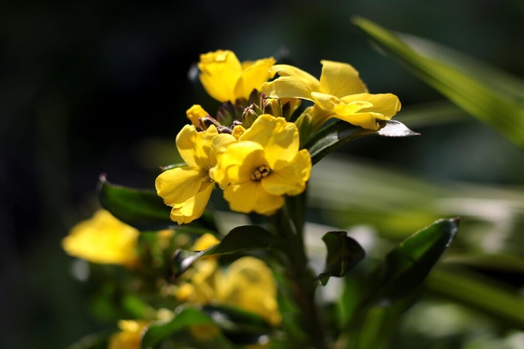 Yellow wall flowers