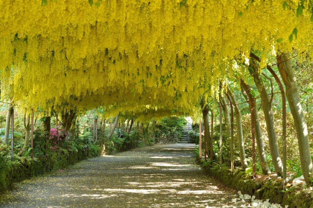 A laburnum arch with yellow flowers