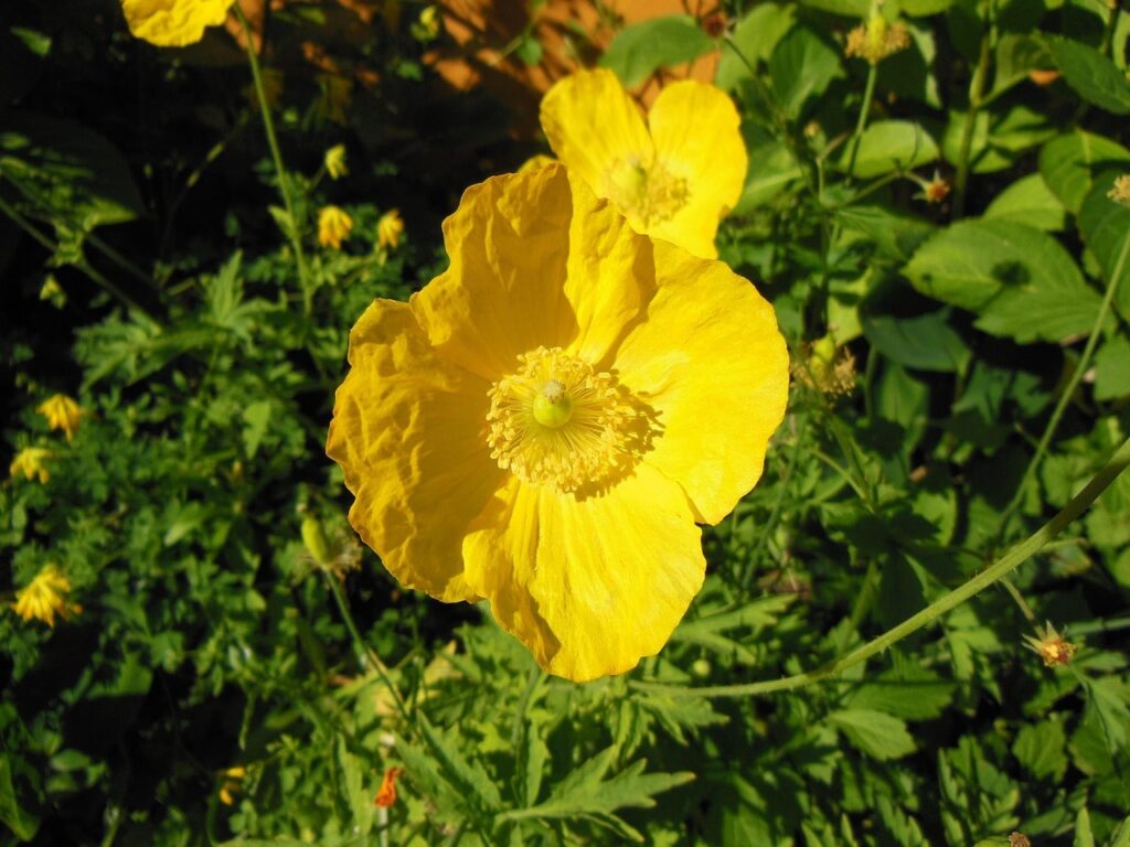 Welsh poppy