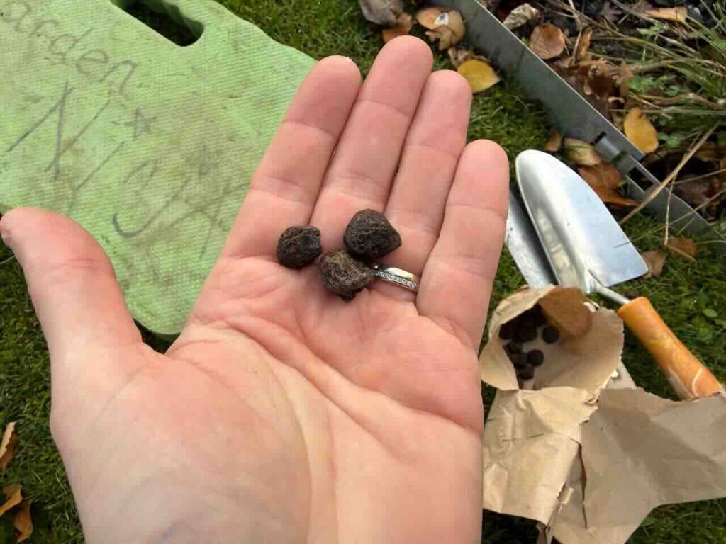 Small spring bulbs
