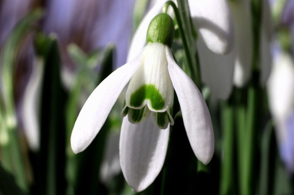 Snowdrop bulbs
