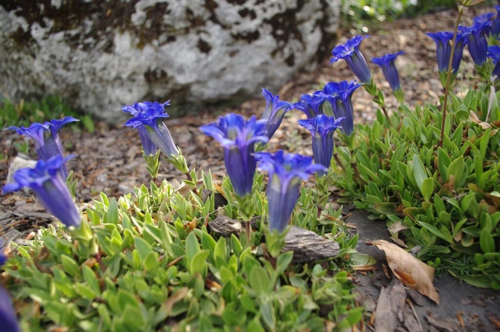 Blue trumpet flower